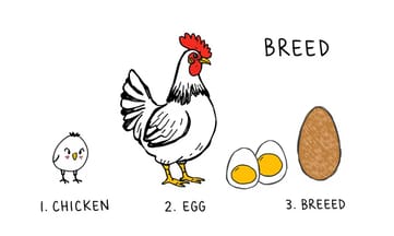 巨大！ジャージージャイアントとゴールデンコメット短命繁殖話